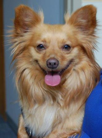 pom mix compressed.jpg